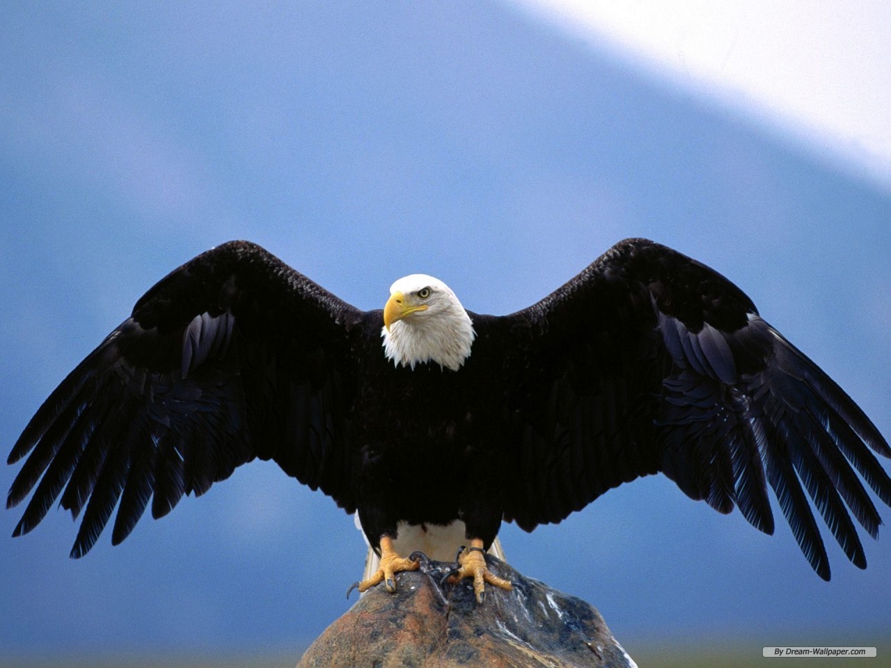 Wallpaper Animal Eagle