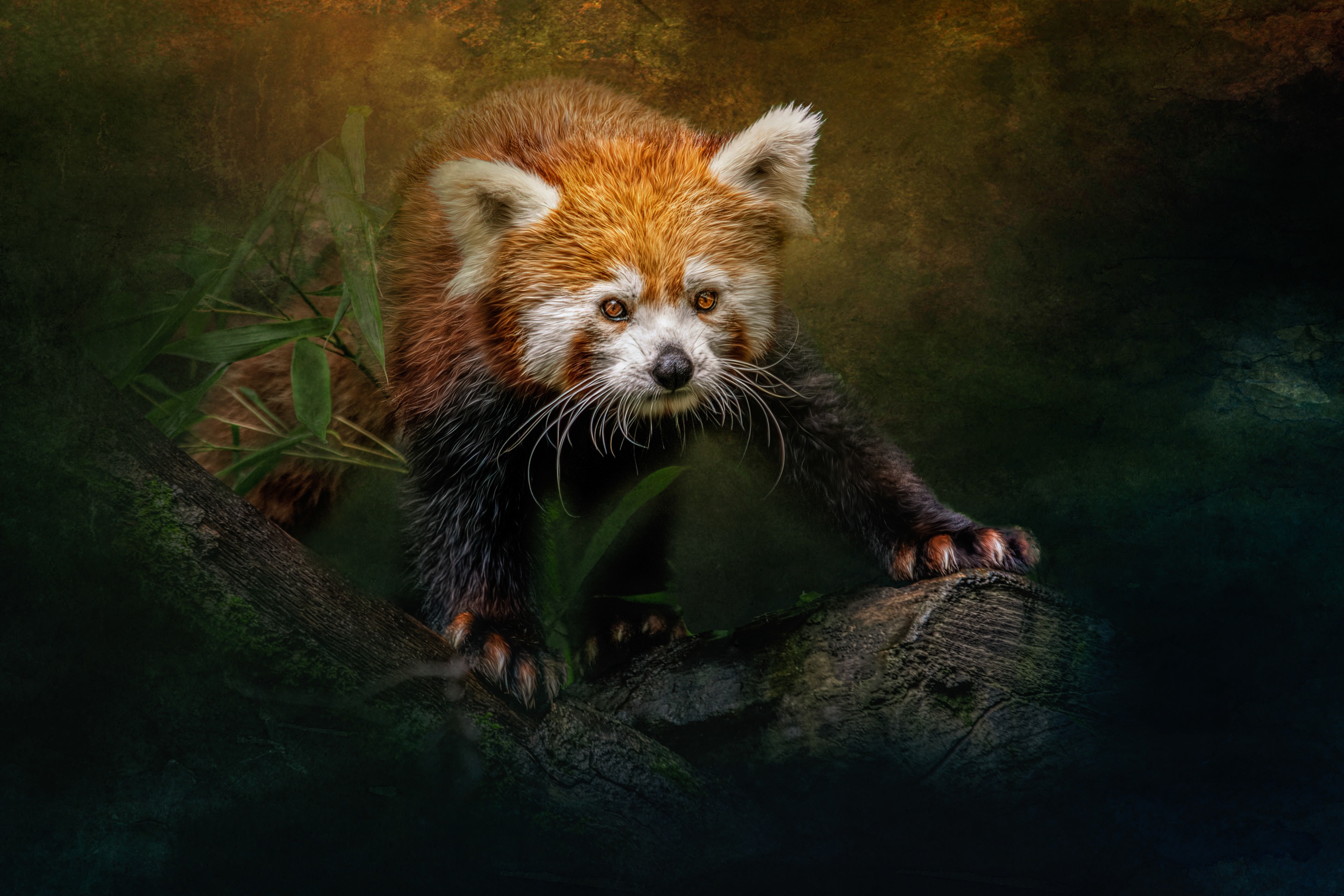 Red Panda Wallpaper C