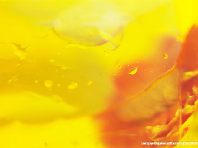 Red And Yellow Daisy Wallpaper Top HD Desktop