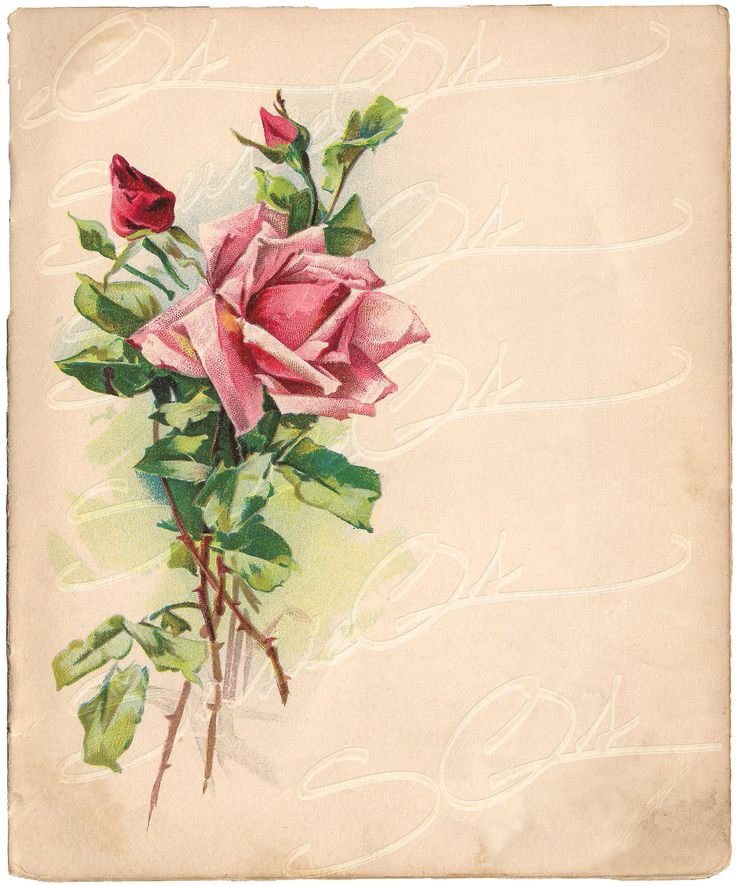 Vintage Paper Victorian Rose Full Color Illustration On