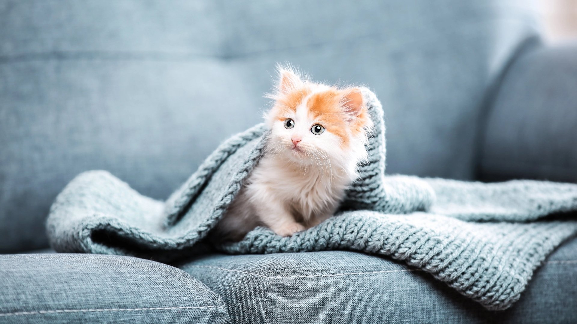 An adorable orange and white kitten peeking out from a soft, knitted blanket on a comfortable sofa. This high-quality image captures the cuteness and warmth of a cozy feline friend