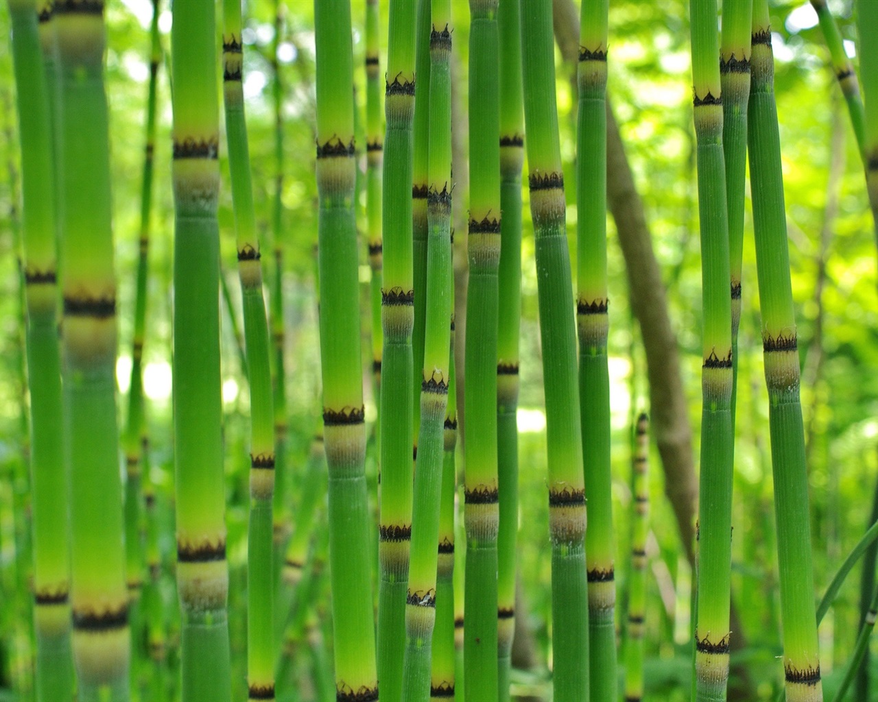 Pics Photos Bamboo Green Wallpaper