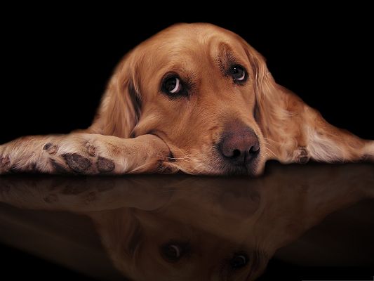 Golden Retriever Picture Sad Dog Too Gloomy To Listen Anyone