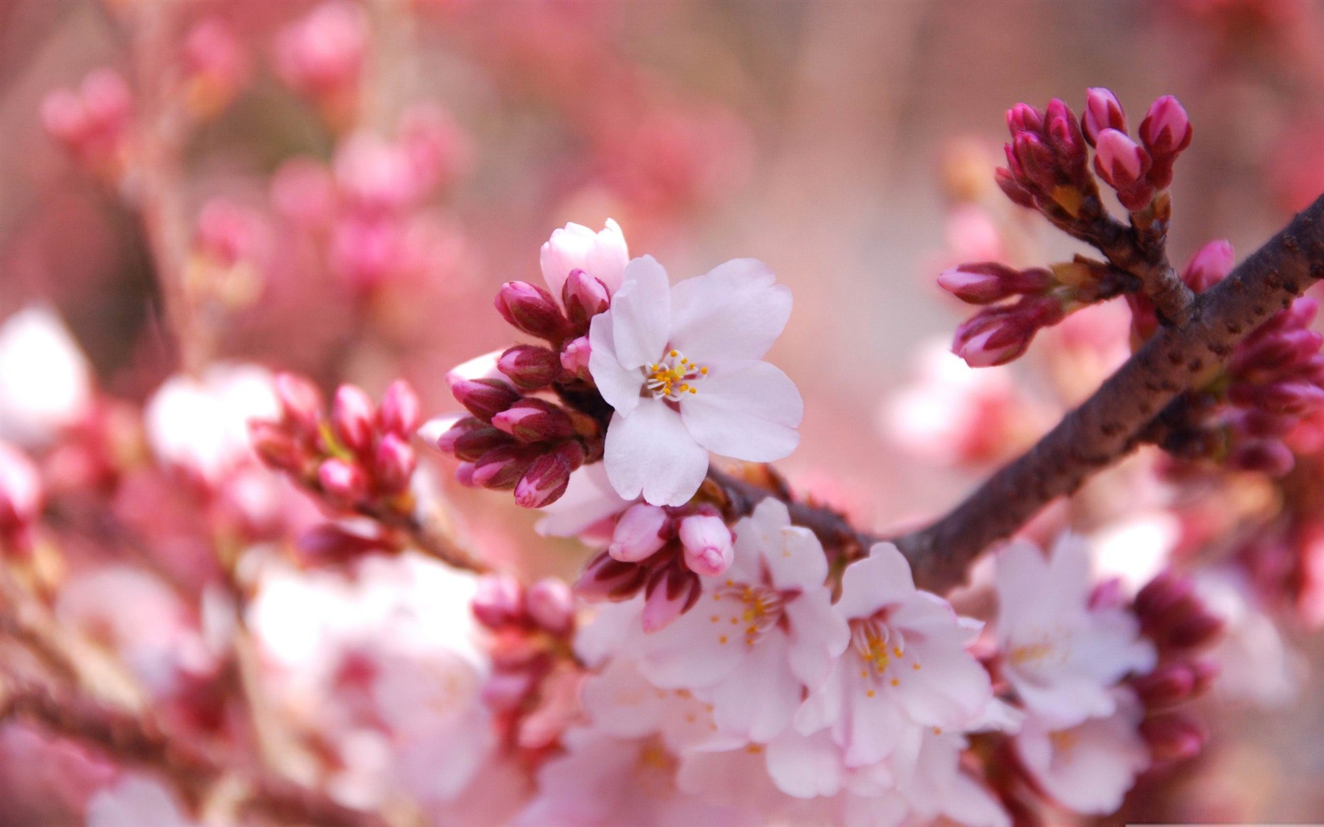 Spring HD Wallpaper Background At