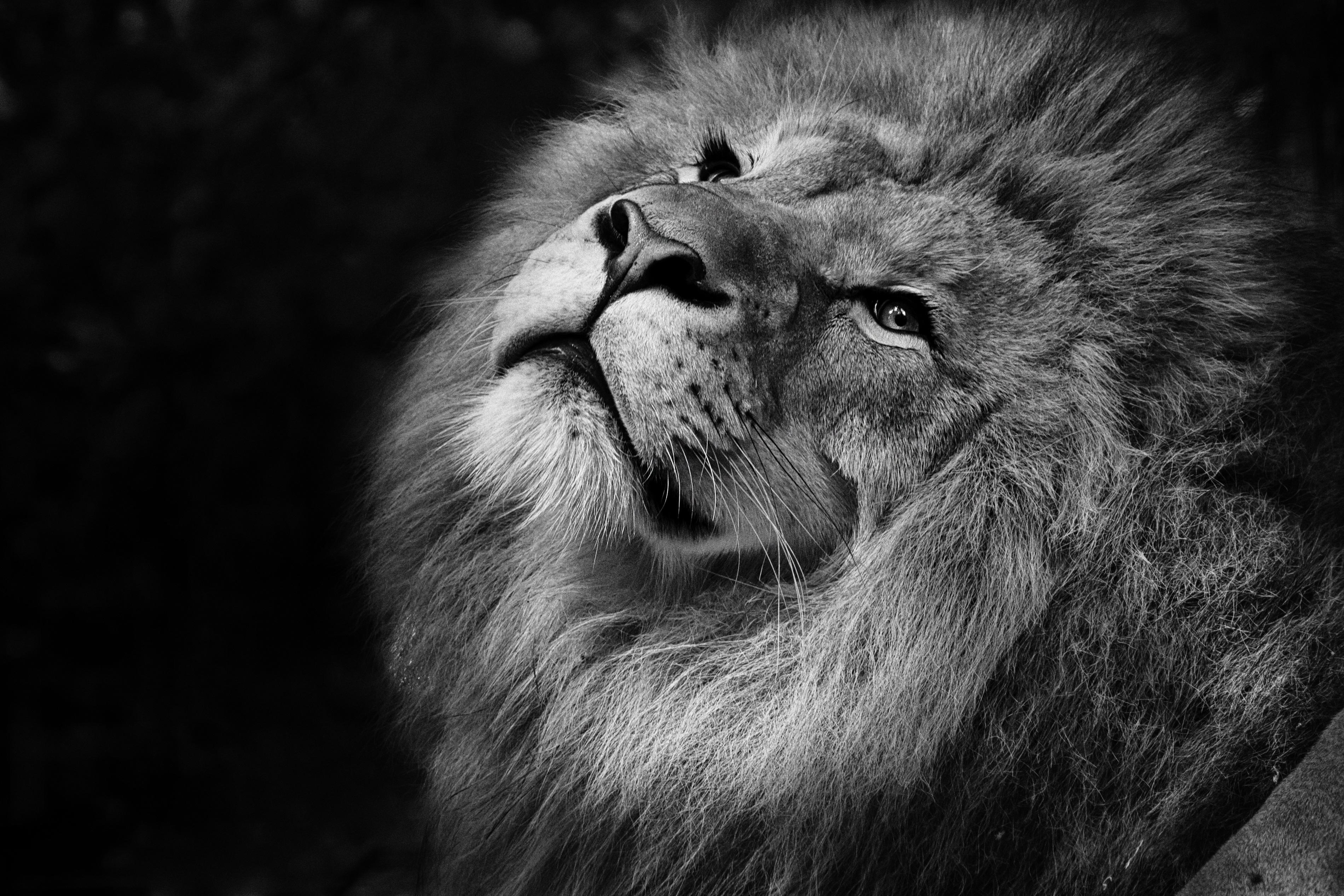 Fondo De Pantalla Le N Bw Hocico Rey Las Bestias Melena