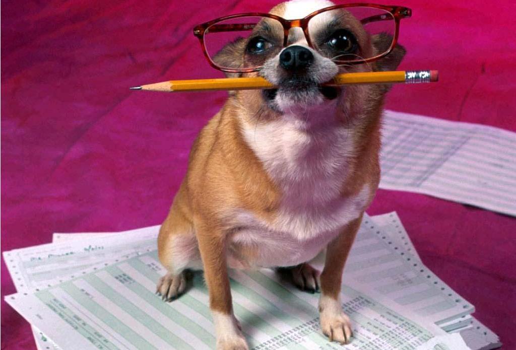 Free download Funny student dog wallpaper [1024x695] for your Desktop,  Mobile & Tablet | Explore 75+ Funny Dog Wallpaper | Dog Wallpaper, Dog  Wallpapers, Dog Desktop Backgrounds