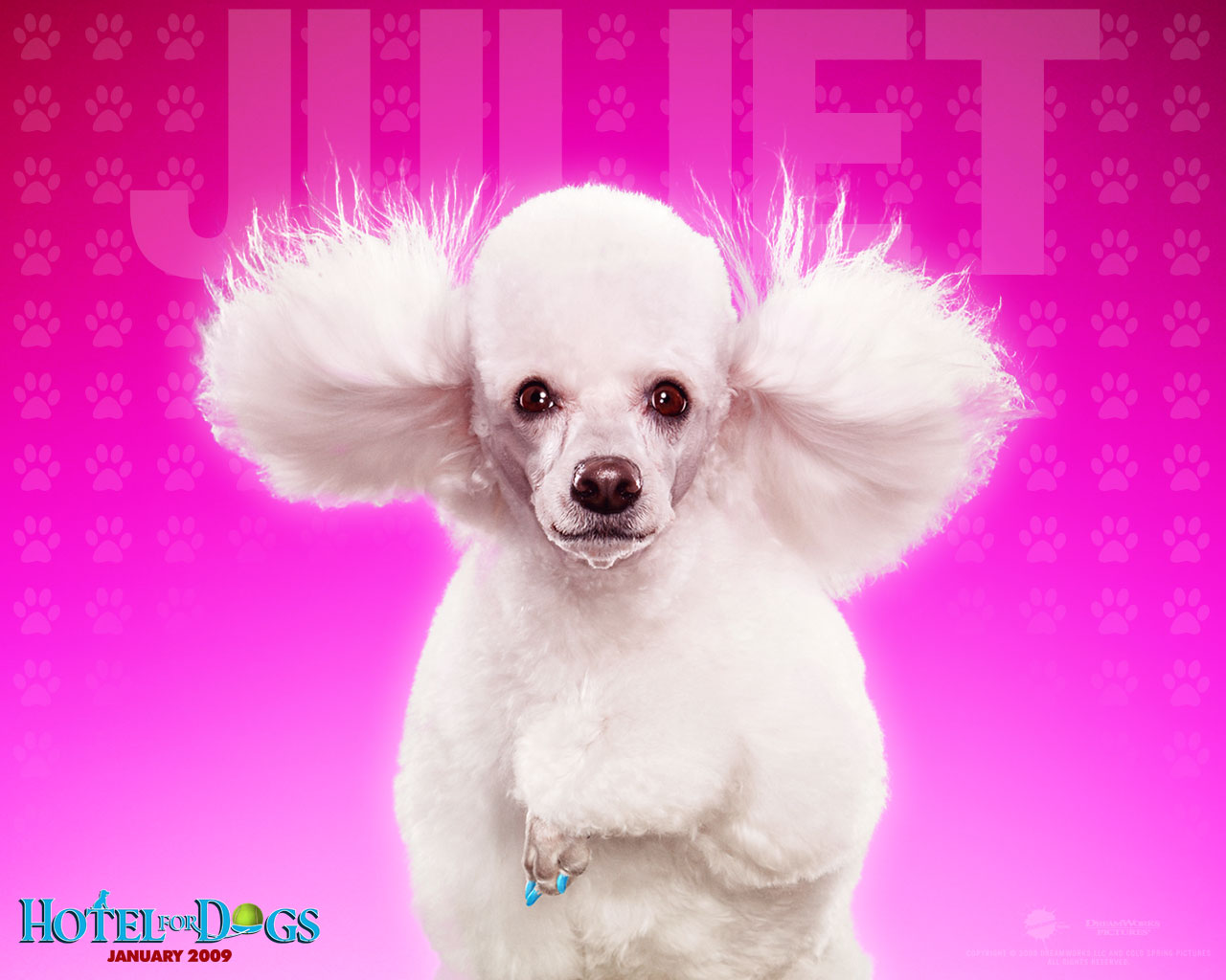  Dog Wallpapers Backgrounds on this Dogs Wallpapers Backgrounds website