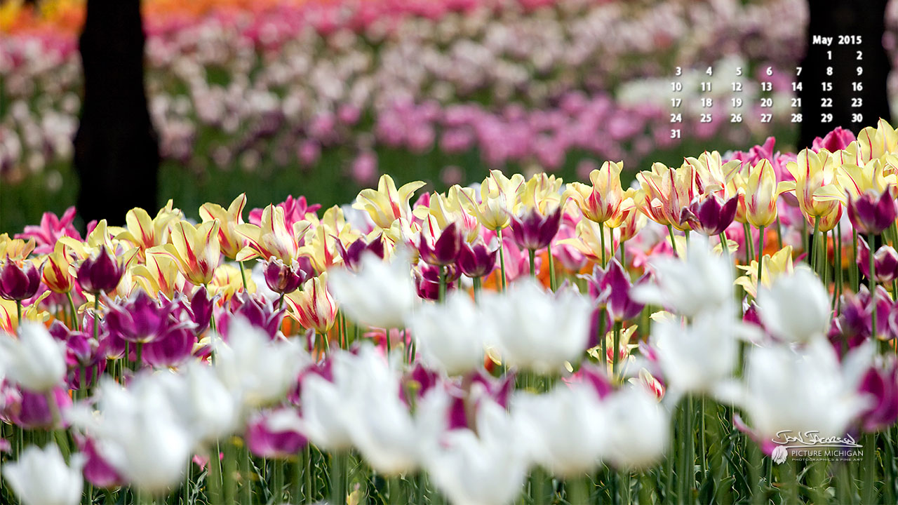 May 2015 Calendar Desktop Wallpaper Tulip Time Picture Michigan