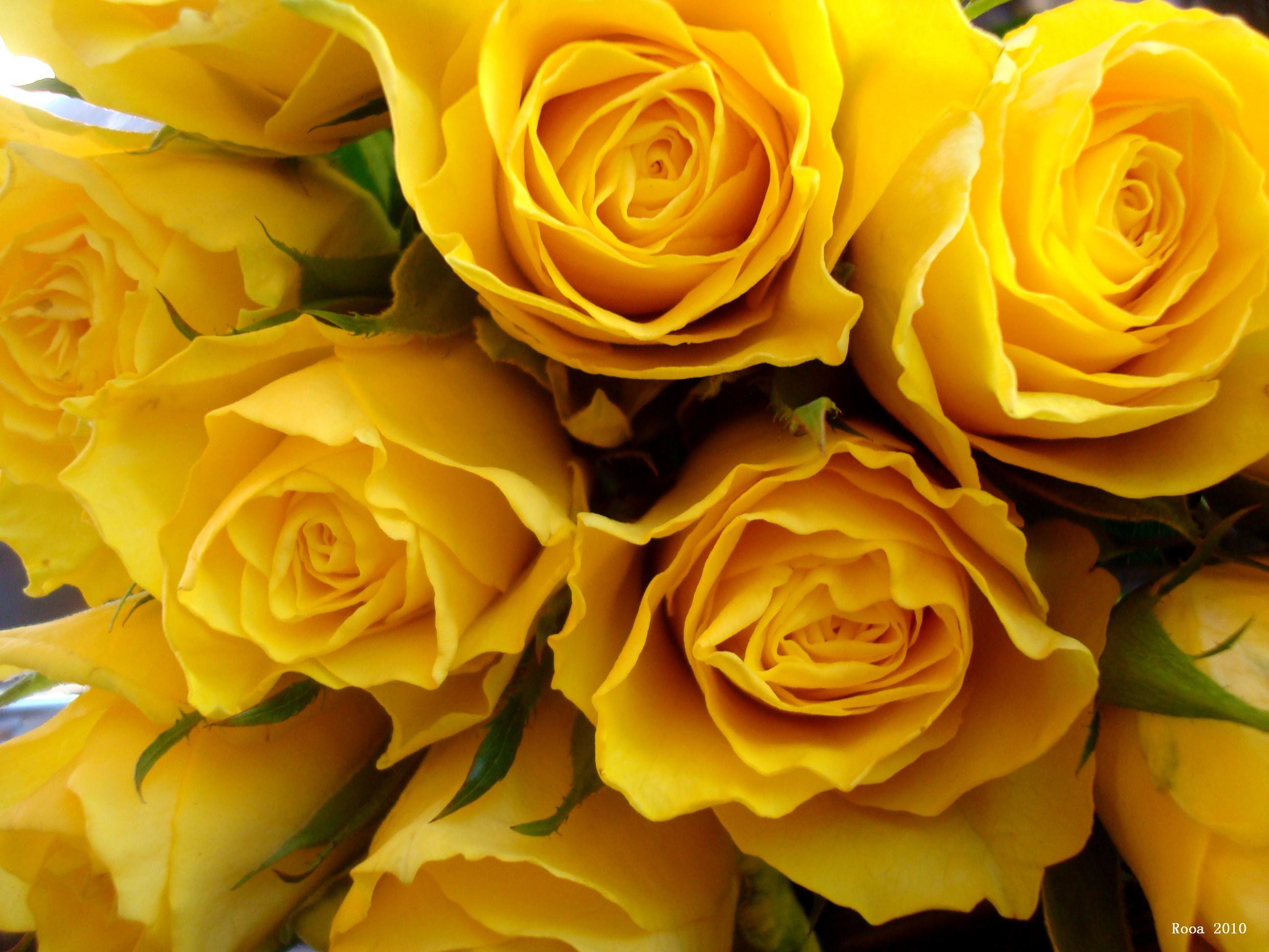 Yellow Roses HD Wallpaper