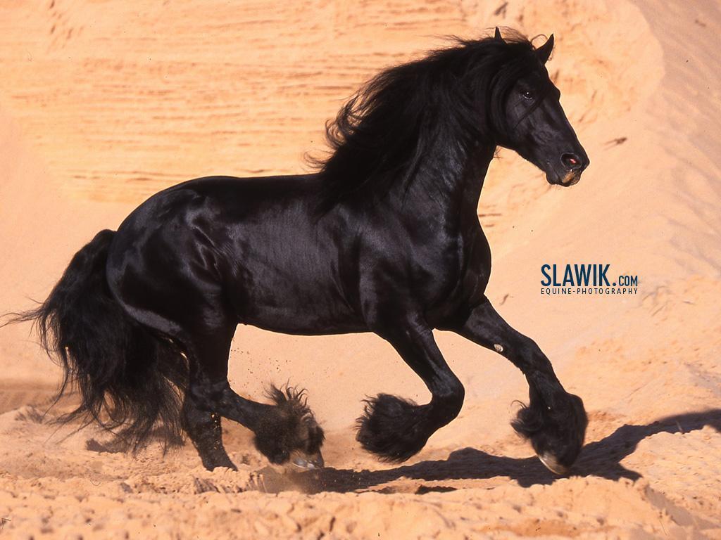 Horses Slawik Horse Wallpaper