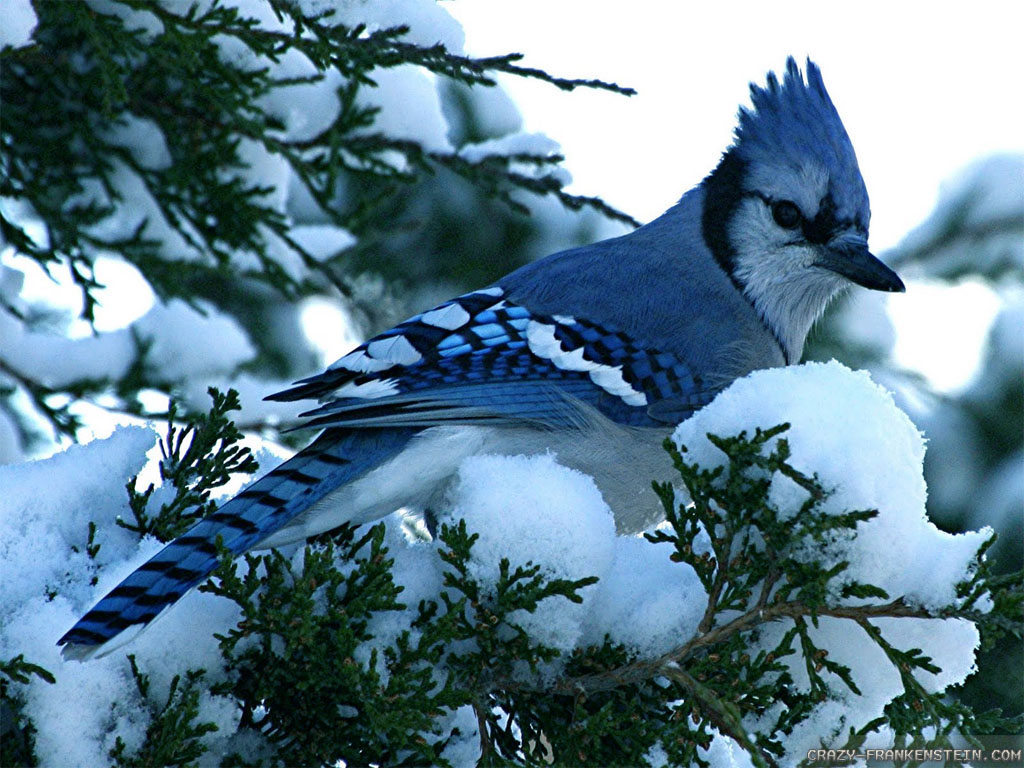 Wallpaper Blue Jay Winter Birds wallpapers 1024x768