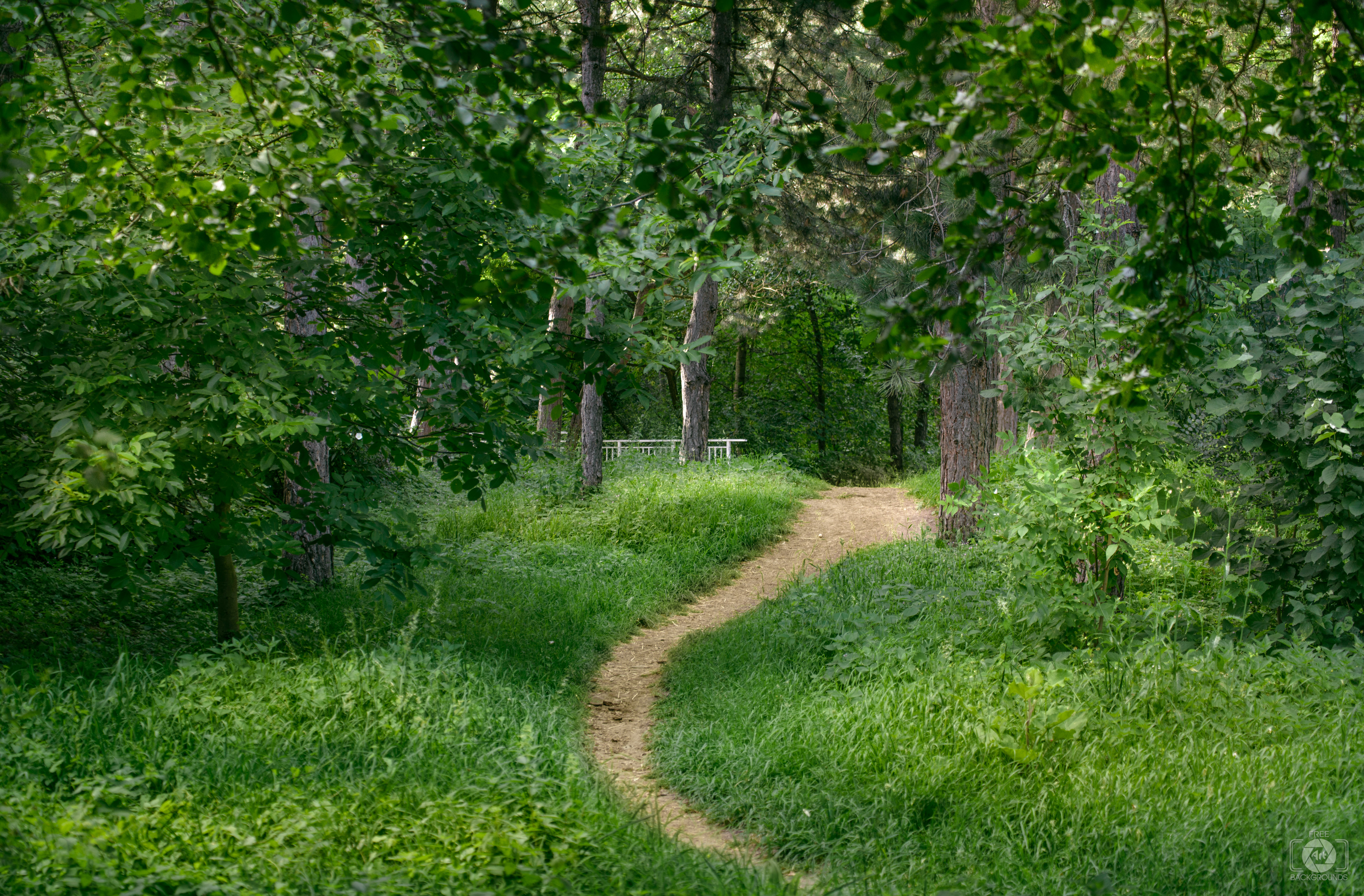 Forest Trail Background High Quality Background