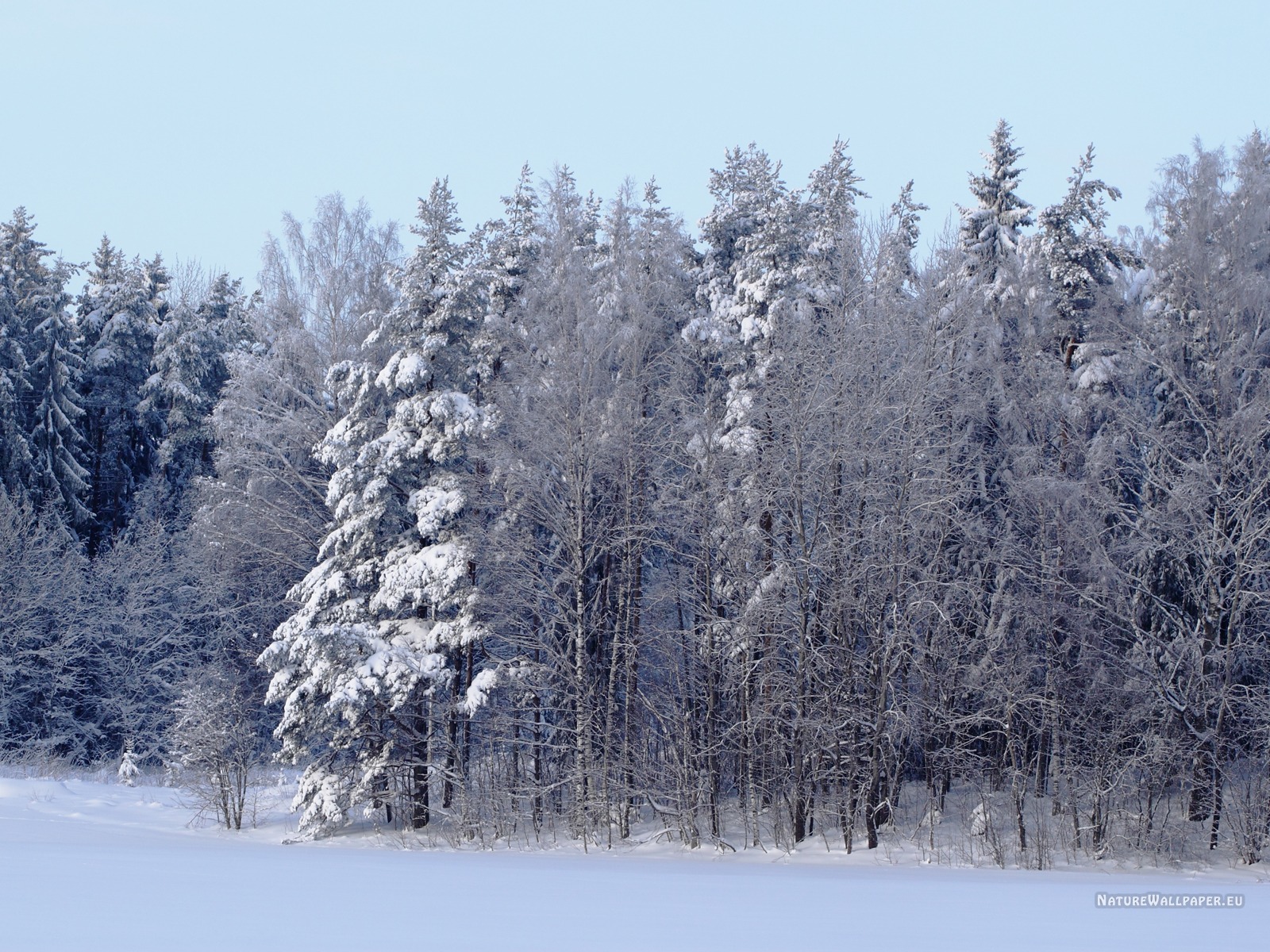 Wallpaper Winter Forest Scene Background