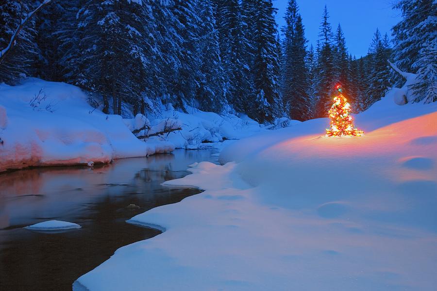 Glowing Christmas Tree By Mountain Carson Ganci