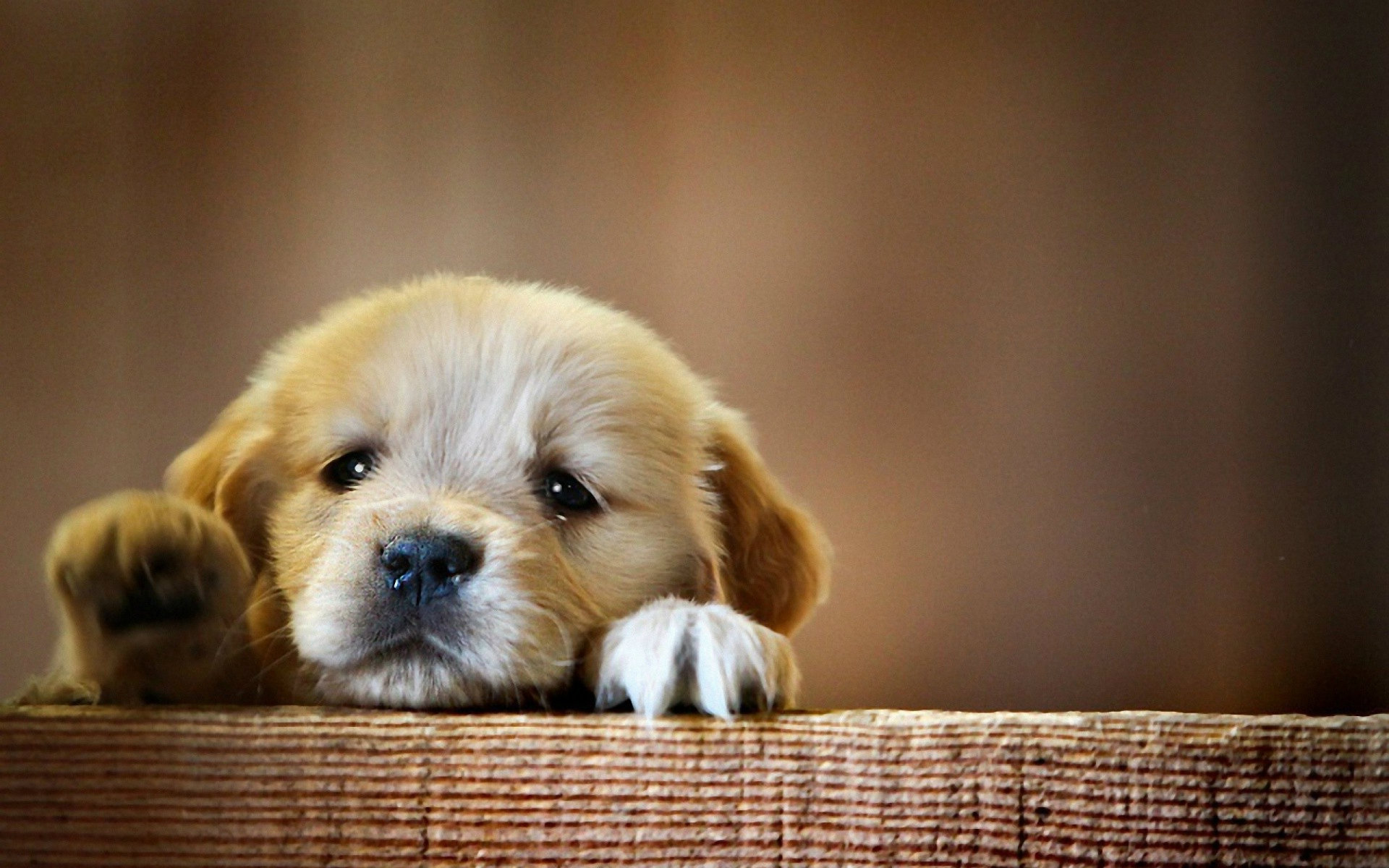 Cute Baby Dog Desktop Wallpaper Dogs HD