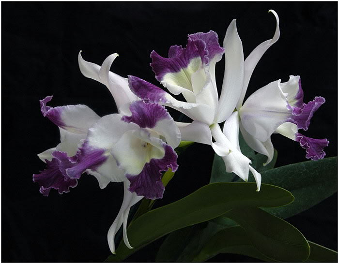 White Amp Purple Orchid Wallpaper Desktop