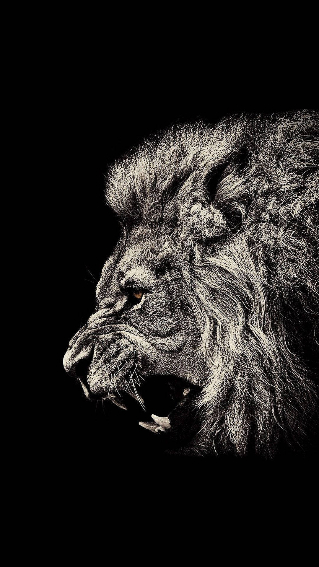 En Angry Lion iPhone Wallpaper