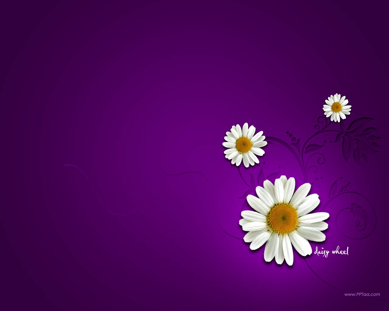 Daisy Wheel Computer Wallpapers For Background