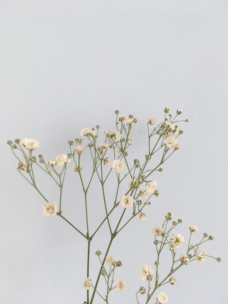 [31+] Aesthetic Flowers Simple Wallpapers | WallpaperSafari