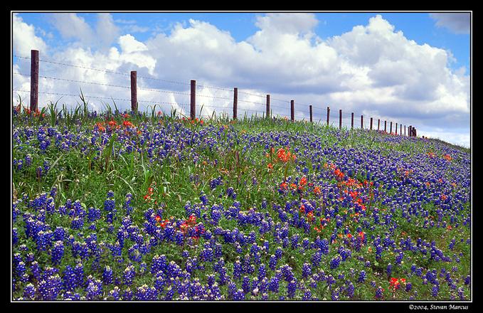 The Bluebons Were Prolific Along Roadside West Of Ft Worth On