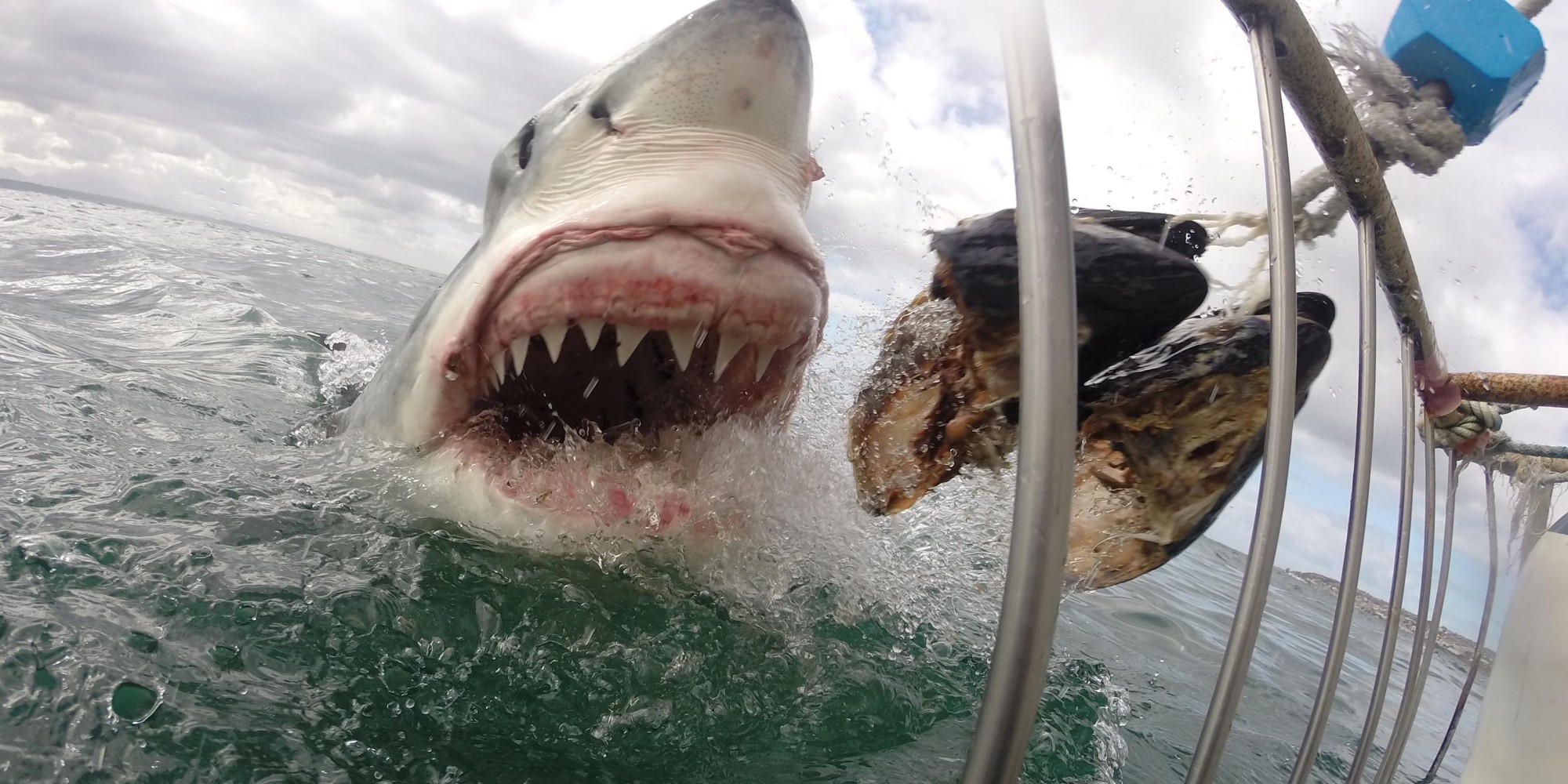 Super Scary Great White Shark Feeding HD Wallpaper Cool