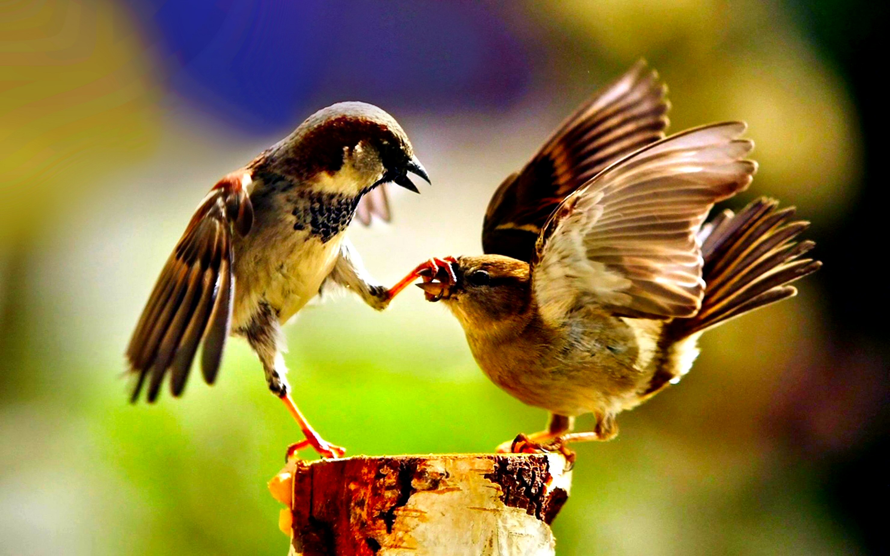 Two Sparrows Sharing Food on a Tree Stump
