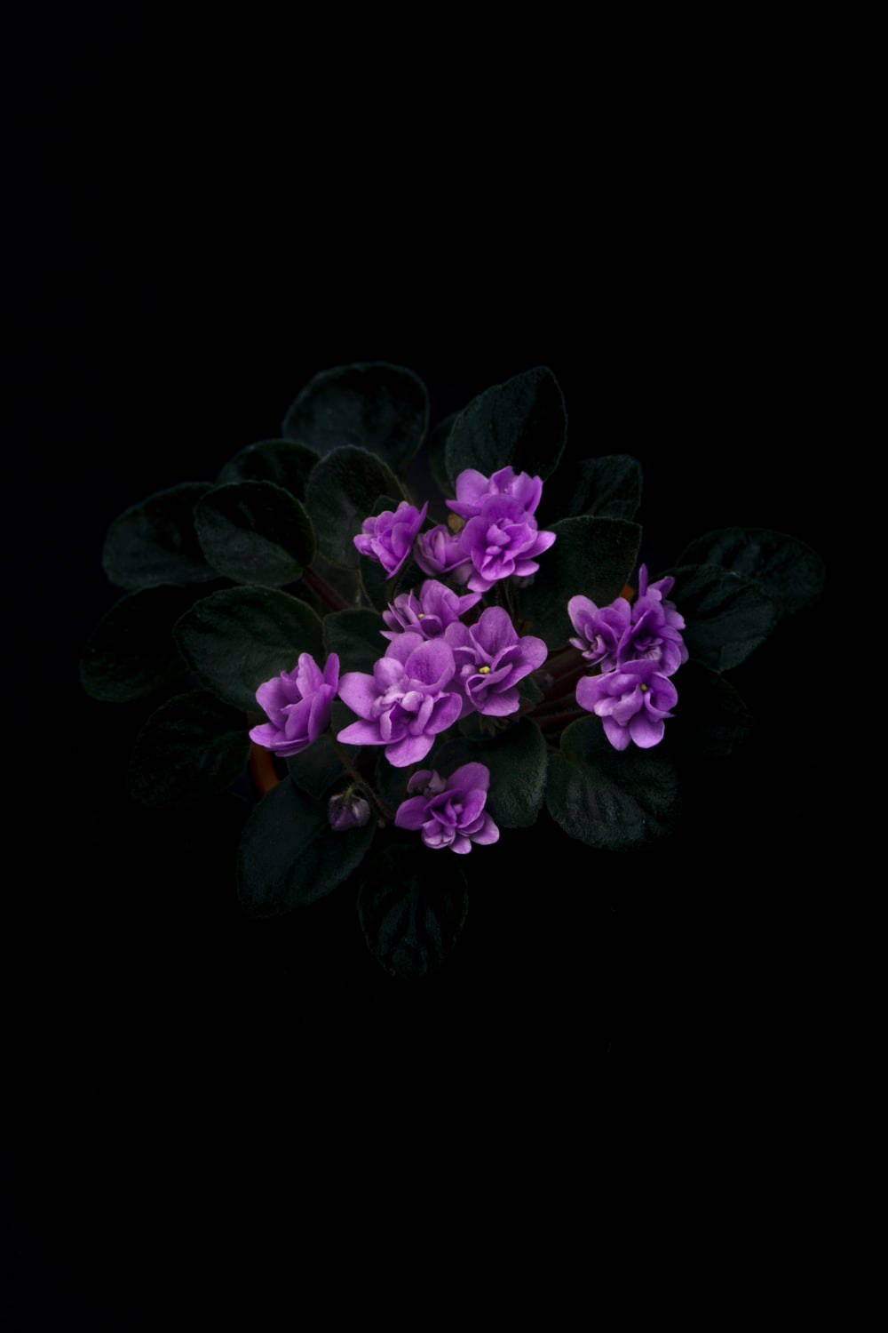 Dark Floral Wallpaper