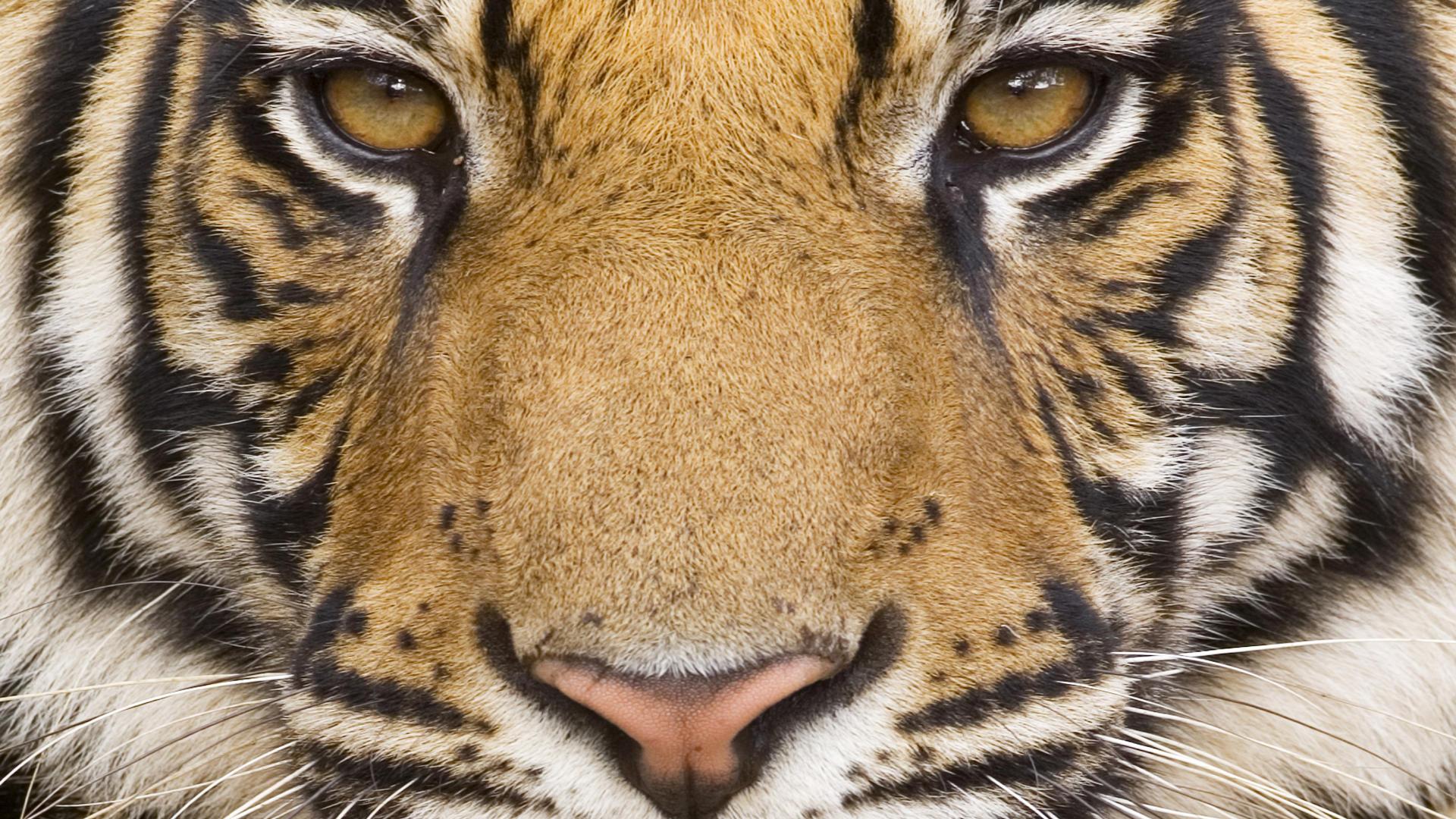 Close Up Tiger Face Wallpaper