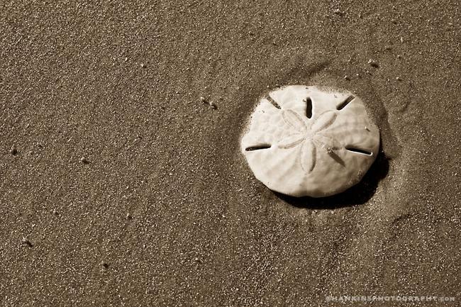 Sand Dollars Sand Dollars wallpaper Sand Dollars picture Sand