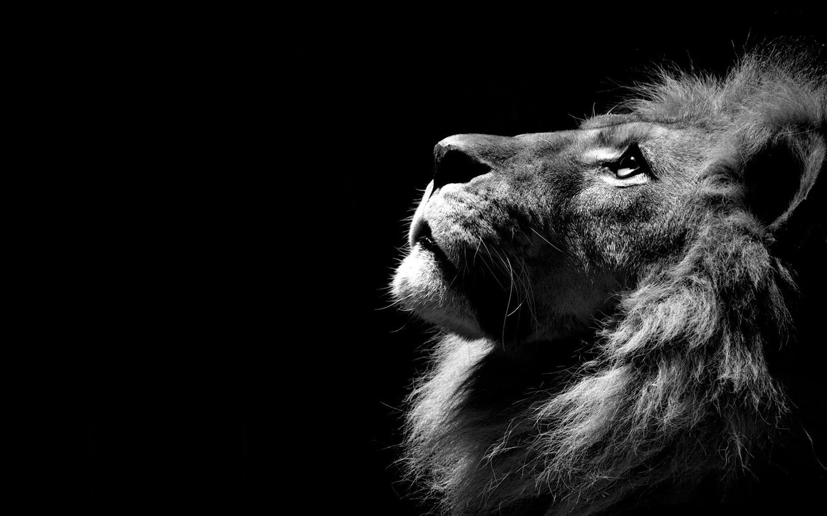 Lion In The Shadows Hd Wallpaper Image New Desktop