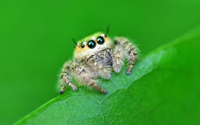 Cute Funny Jumping Spider Pictures Make2fun