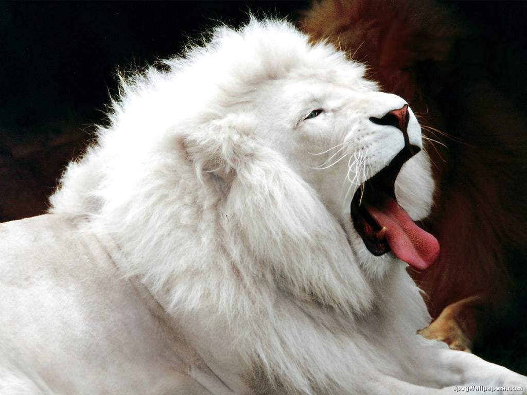 Sports White Lion HD Wallpaper