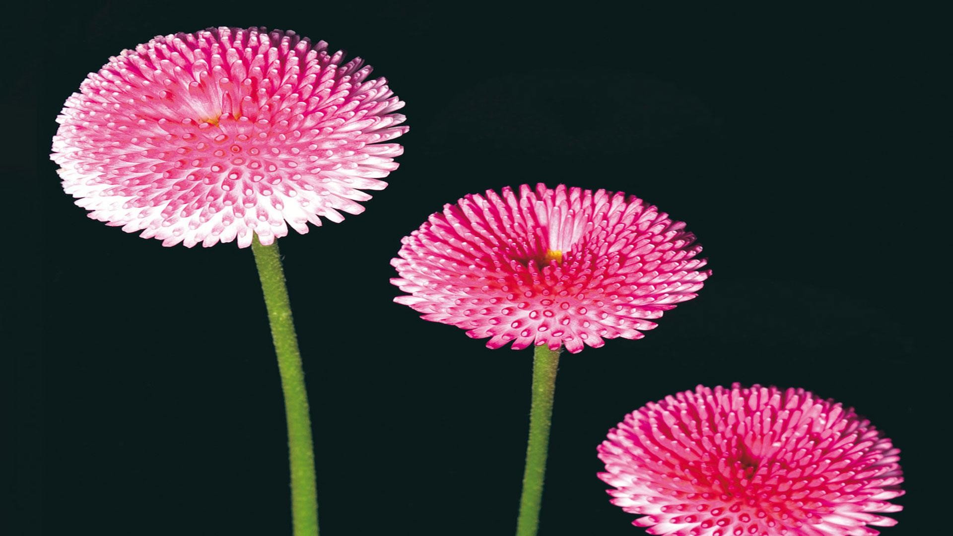 Pictures three daisies pink   Free Desktop Backgrounds wallpapers
