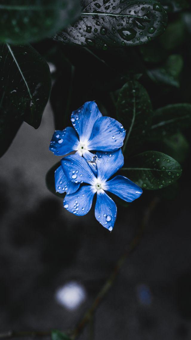 Wallpaper Blue Flower Forget Me Not 4k 5k Nature