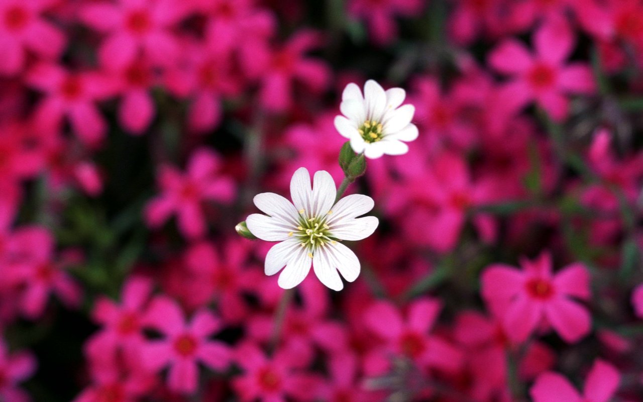 Pretty Little Flower HD Wallpaper