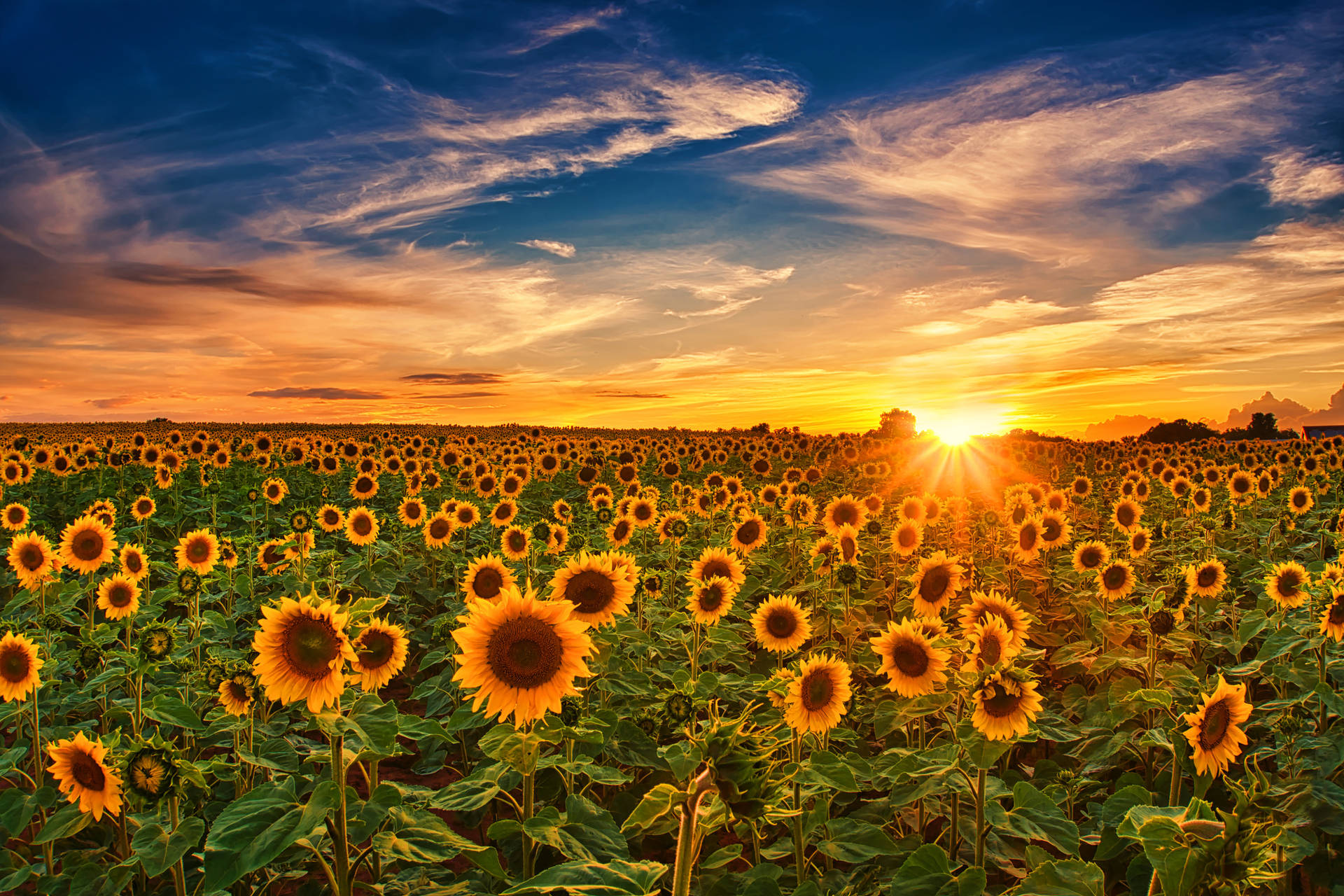 Sunflower Field Wallpaper