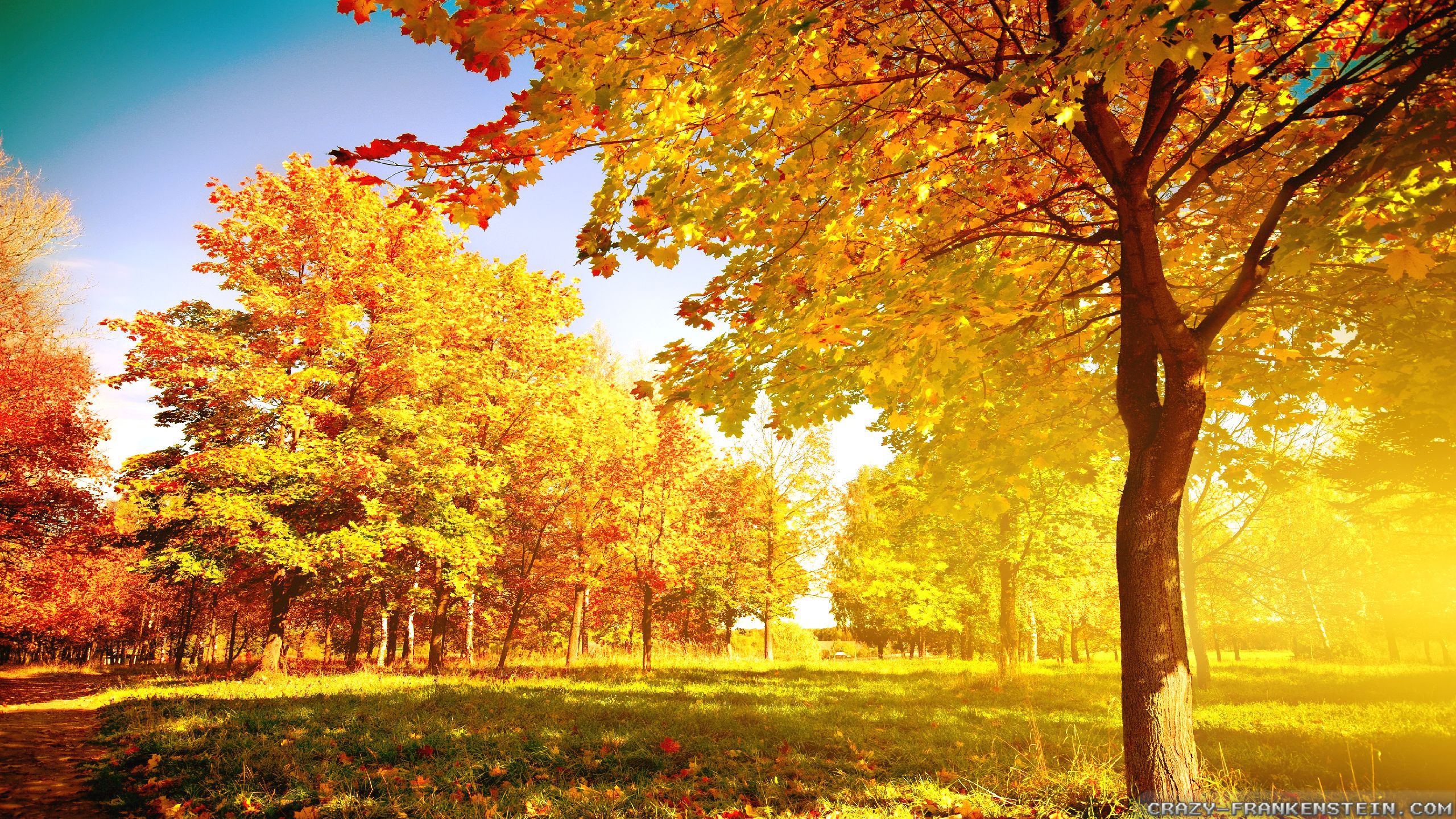 Autumn Tree Wallpaper HD Pulse