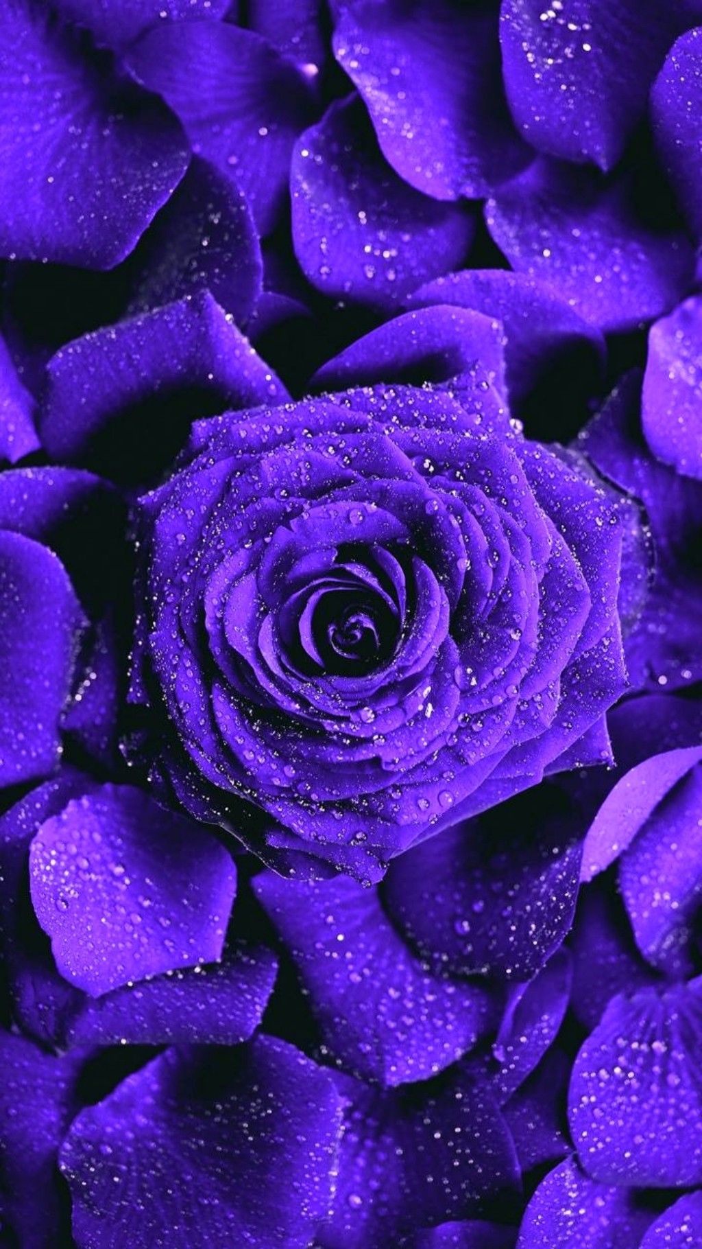 Violet Rose Wallpaper
