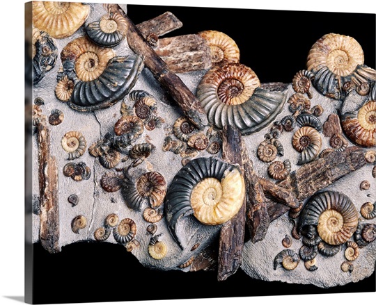 Ammonites Wall Art S Prints Framed Peels Wallpaper
