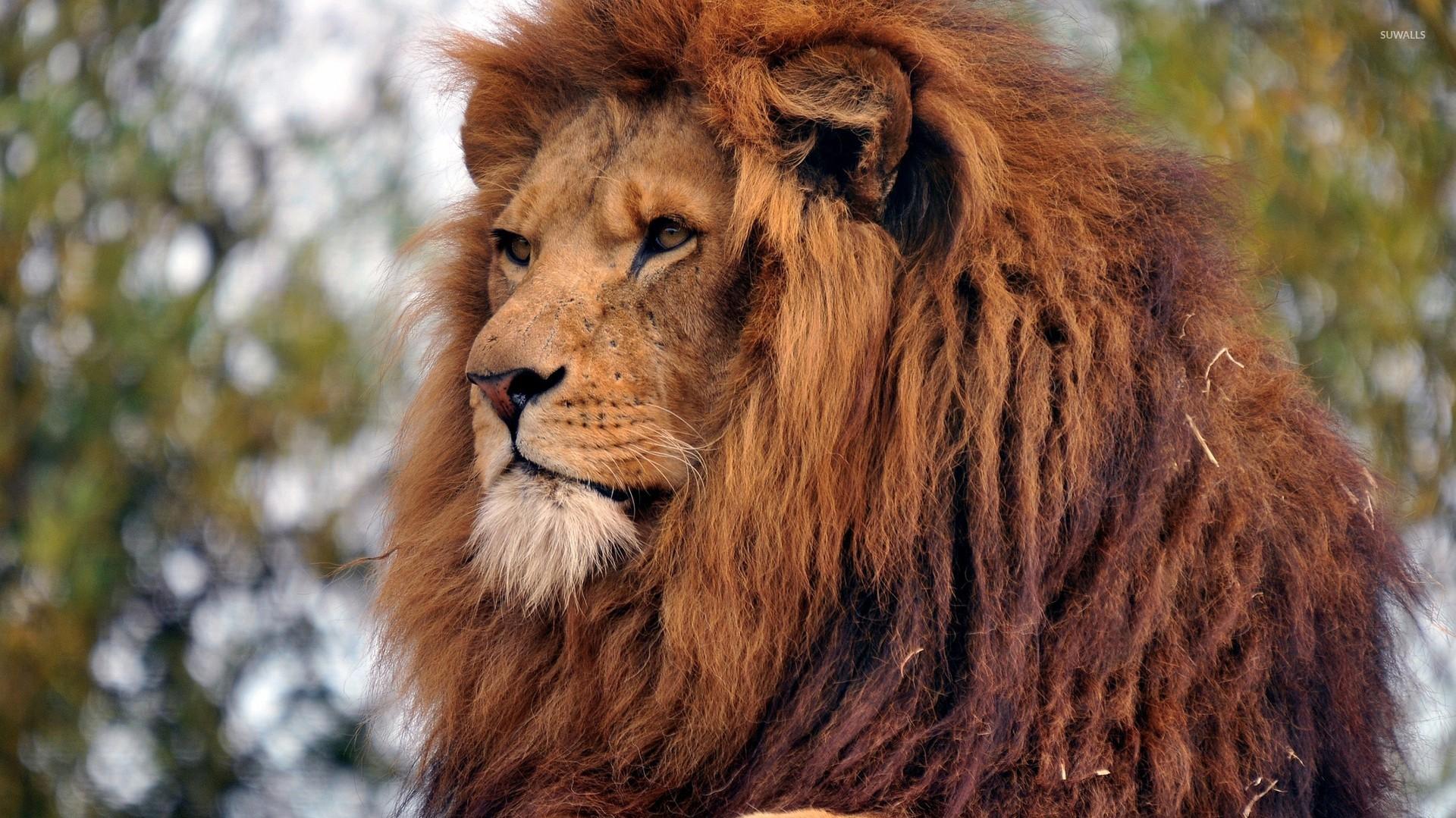 Majestic lion gazing wallpaper   Animal wallpapers   49288