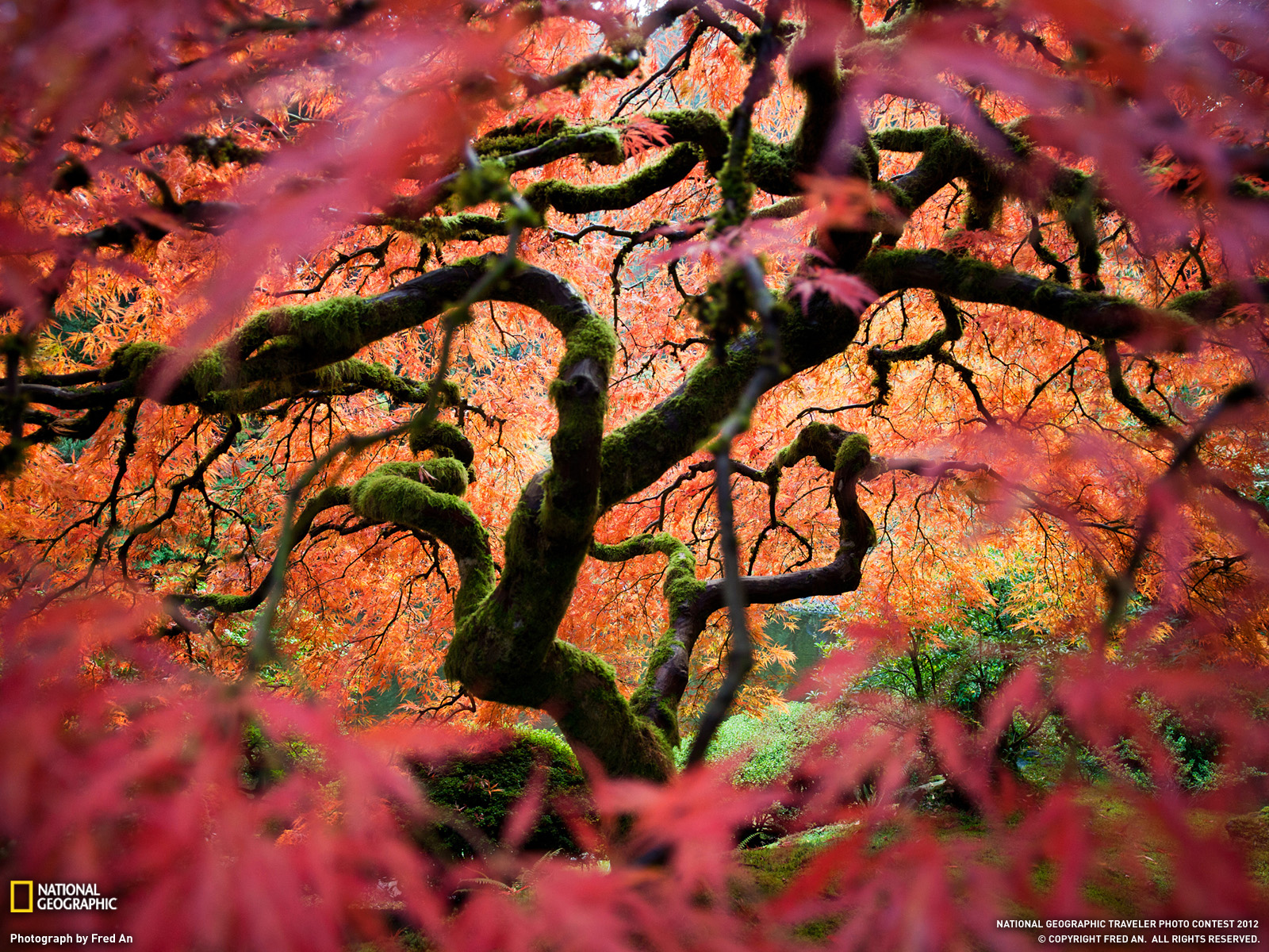 Maple Garden Breathtaking National Geographic Nature Wallpaper HD