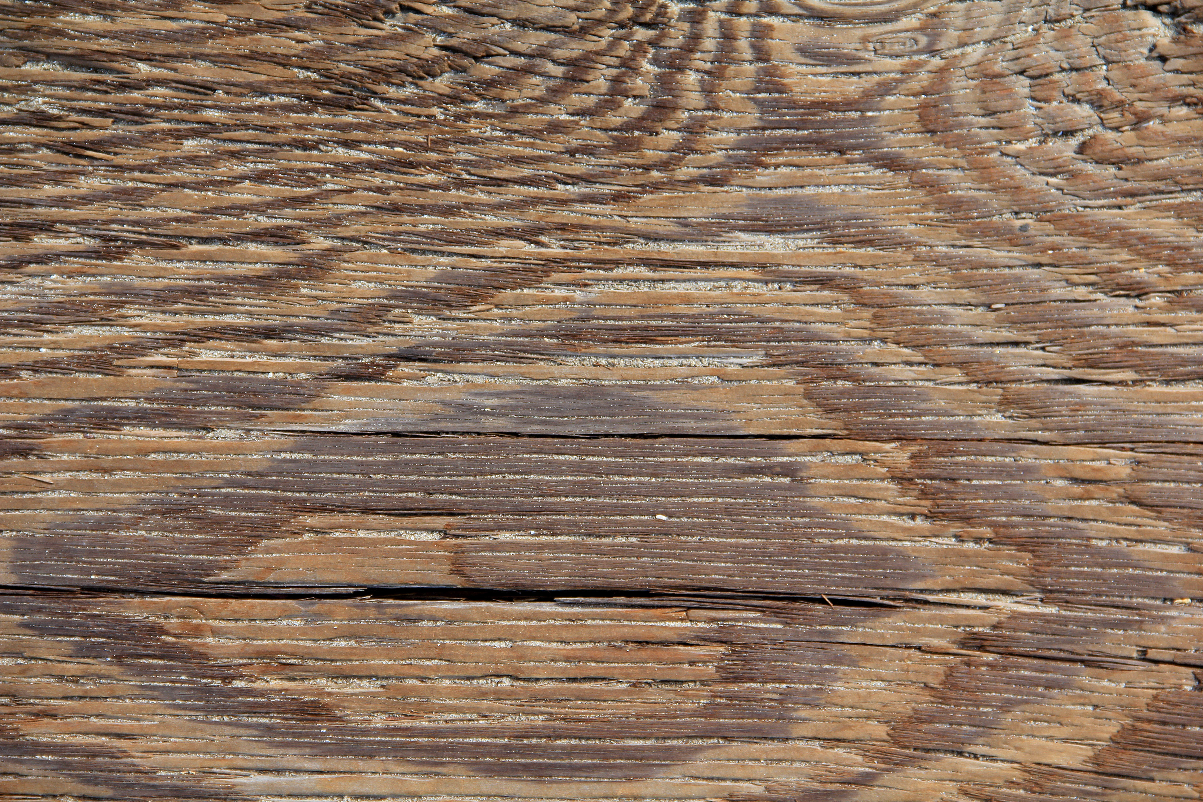 Wood Textures Texture Maple Plank Stock Photo Floor