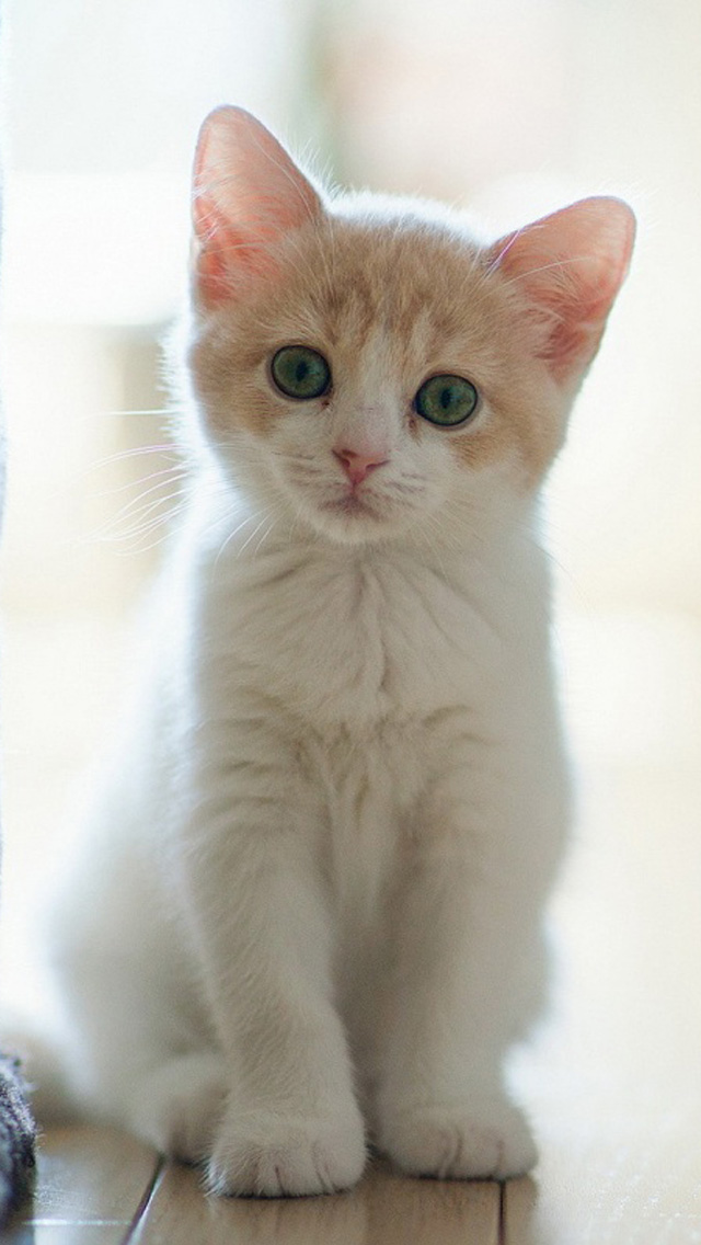 Cute Cat iPhone HD Wallpaper