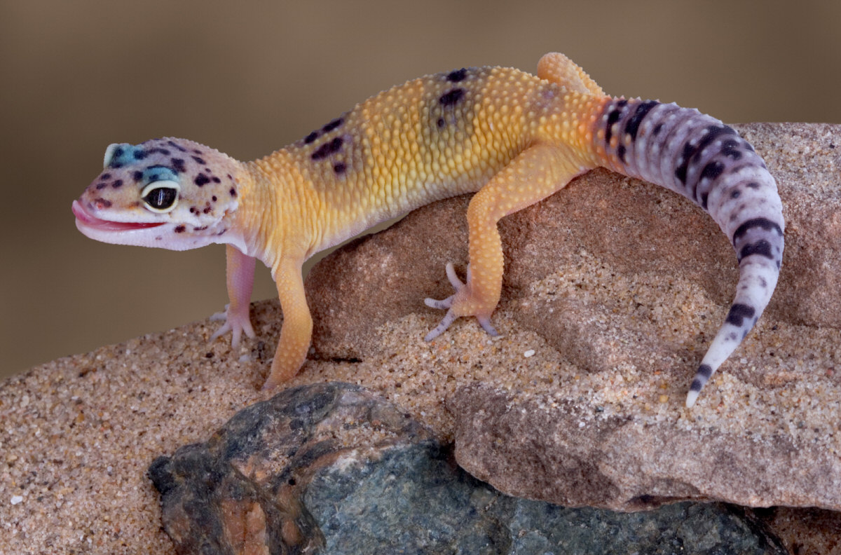 Purple Leopard Gecko Amazing Wallpaper