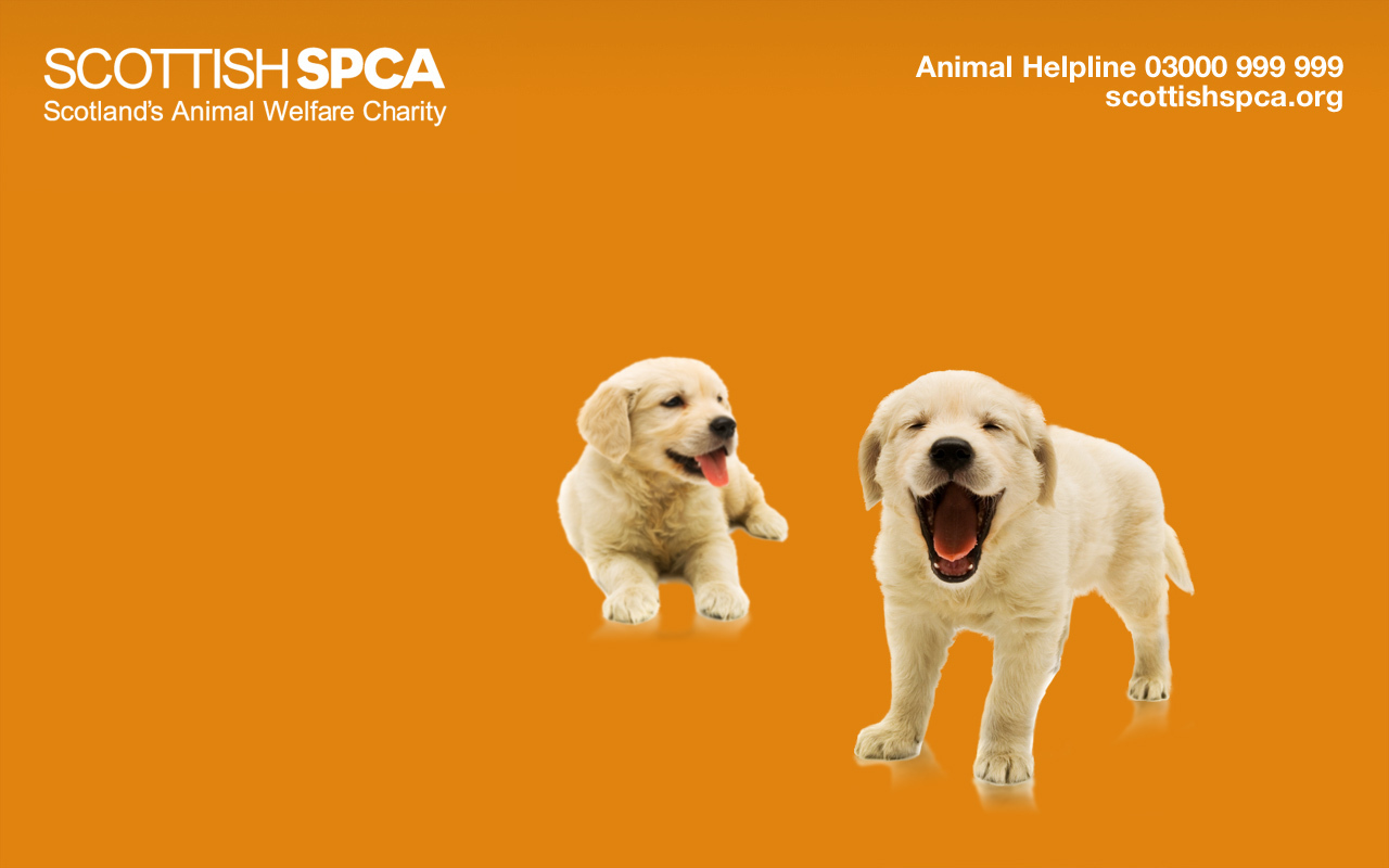 Sspca Puppy Wallpaper Against Animal Cruelty