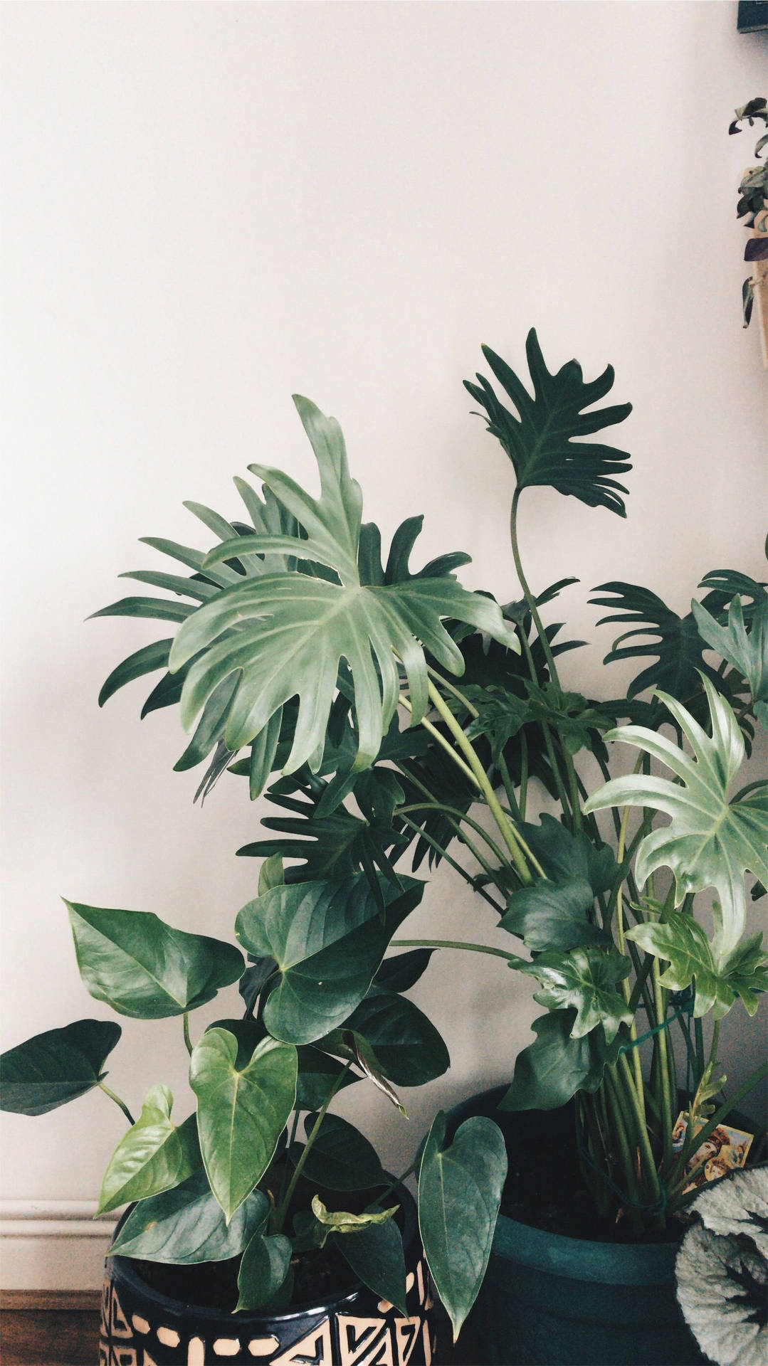 Plants iPhone Wallpaper
