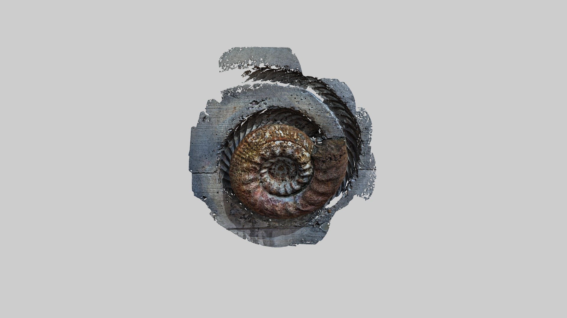 Ammonite On Wall 3d Wallpaper