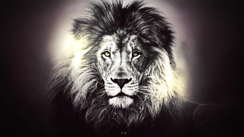 Powerful Lion Wallpaper For Your Desktop