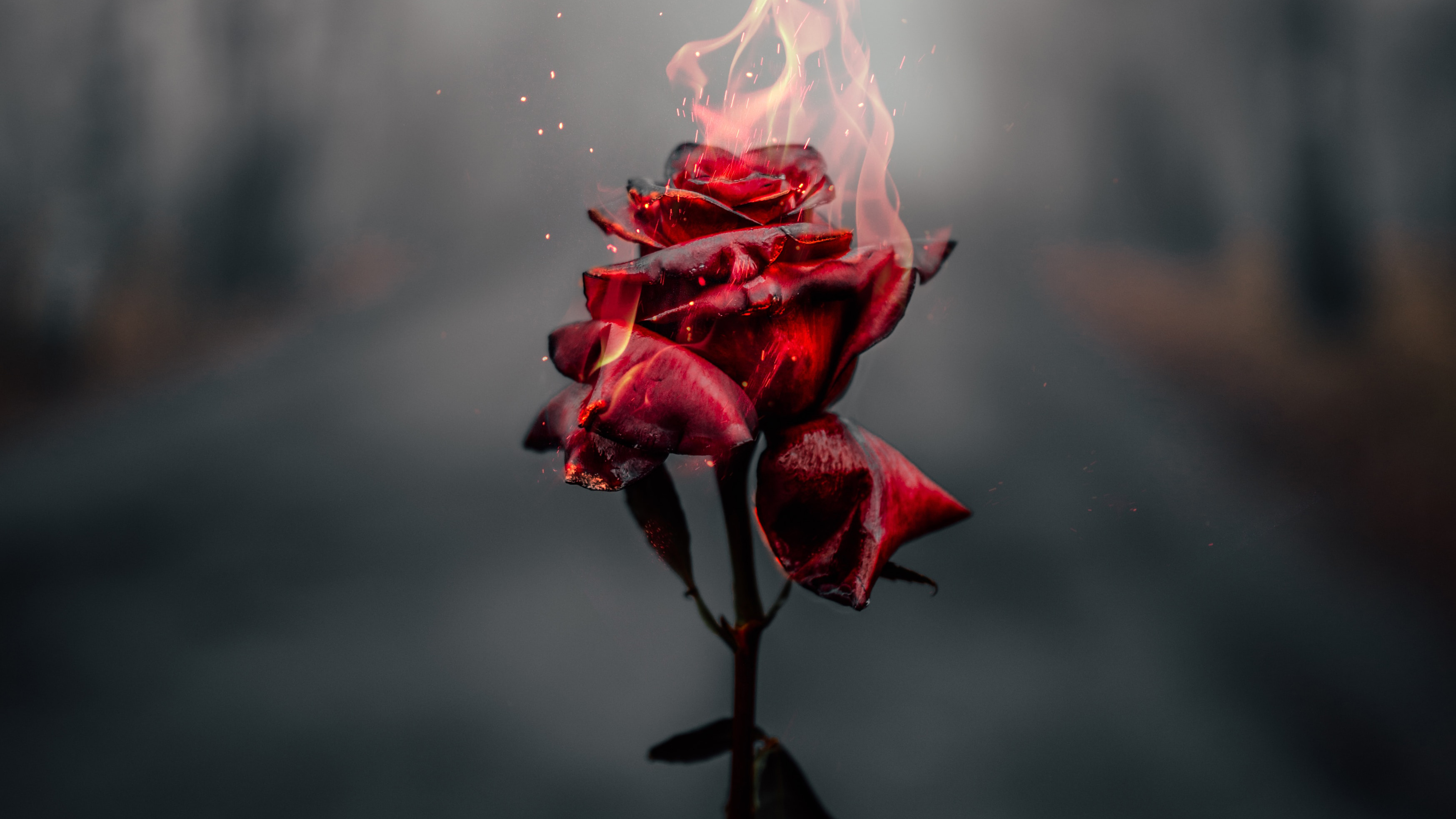 Burning Red Rose 4k Mobile Wallpaper