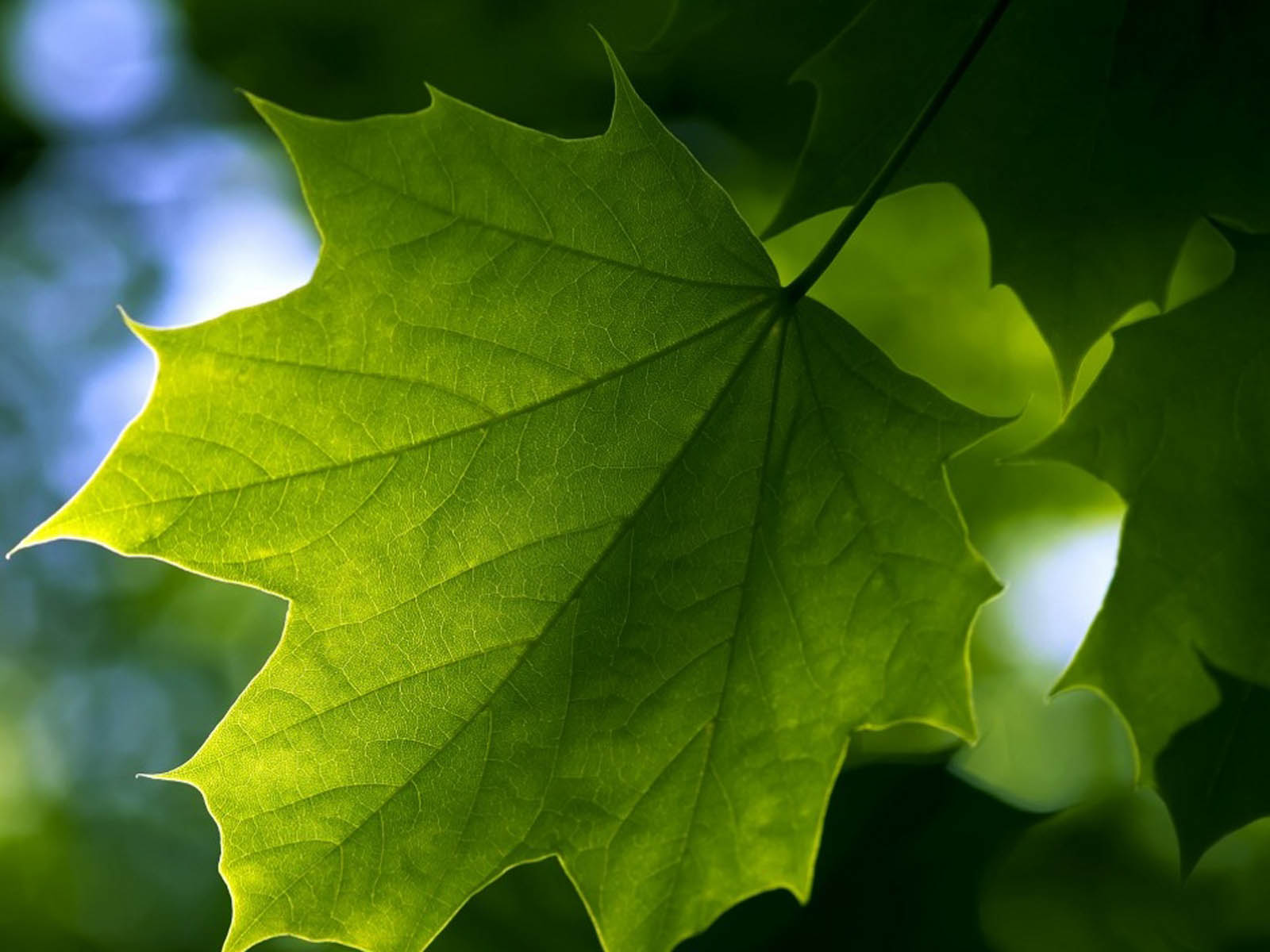 Wallpaper Green Leaf